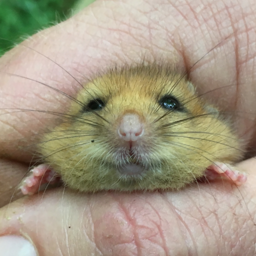 Launched in 2016 a partnership between Test Valley Borough Council, Hampshire Dormouse Group, Peoples Trust for Endangered Species, delivered by FWAG South East