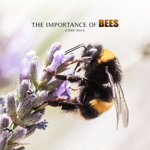 Nature documentary film on the importance of our wonderful bees. A @joannrandles film. E | theimportanceofbees@gmail.com