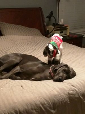 DyalDragon's profile picture. 