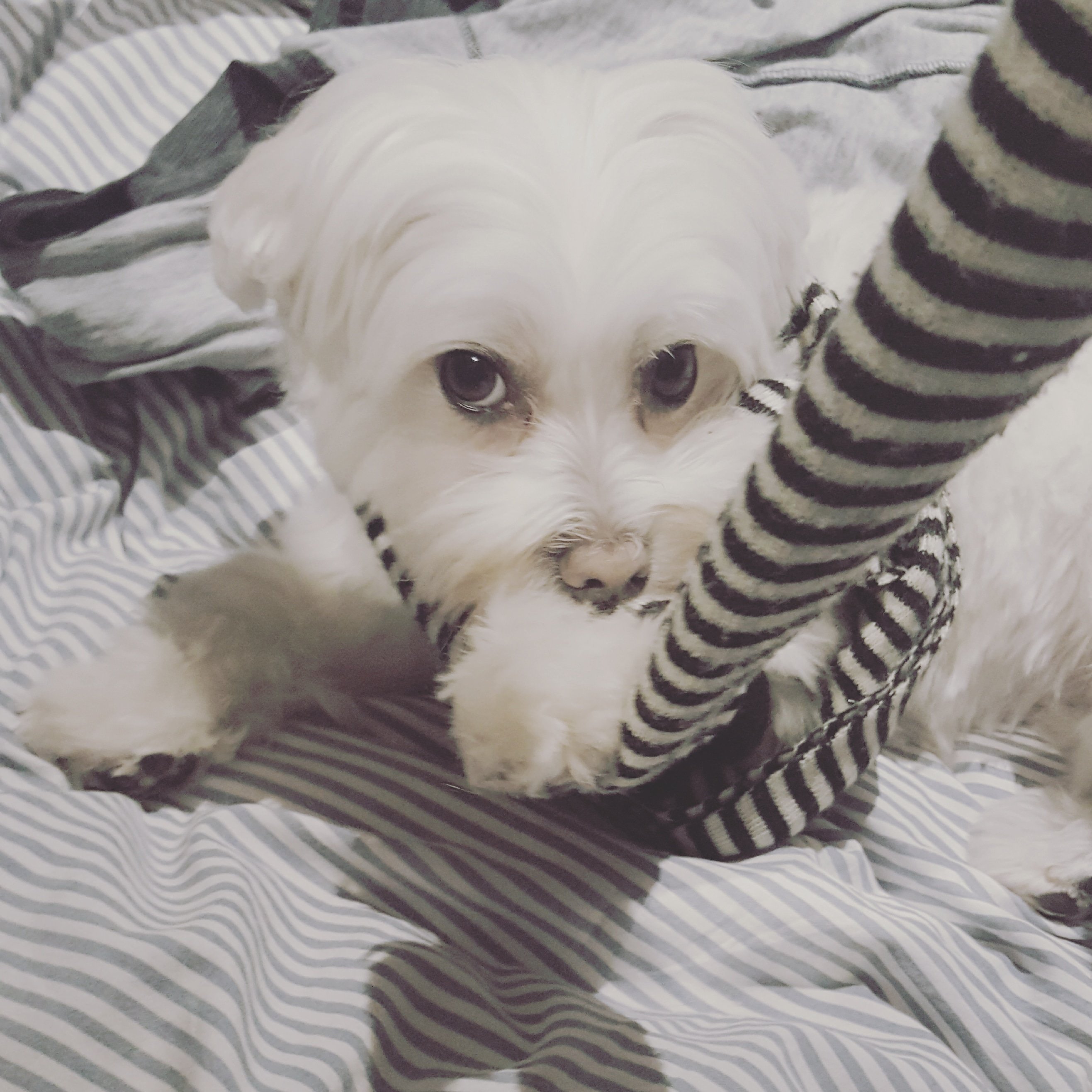 Poco the Maltese, 5 years old. Originally from Spain but now living in Ireland. Check out my onlyfans page for more access to my world 😊🐾insta:@worldof_poco