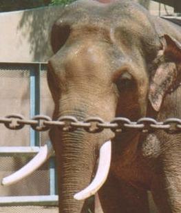 Billy was caught in the wild and forcibly taken from his native home of Malaysia and sent to the LA Zoo. He lives in solitary confinement on 1/4 acre of land.