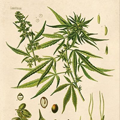 VintageVines5's profile picture. 