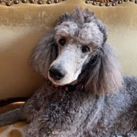 ぼぼぼ (@bo_rude) 's Twitter Profile