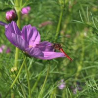 赤トンボ (@jij0zqqysmt6ykr) Twitter profile photo