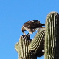 wildlife_interactions (@hwi_utah) 's Twitter Profile