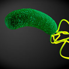 My name is H. Pylori, and i really do love getting people sick and giving infections that lead to stomach cancer.