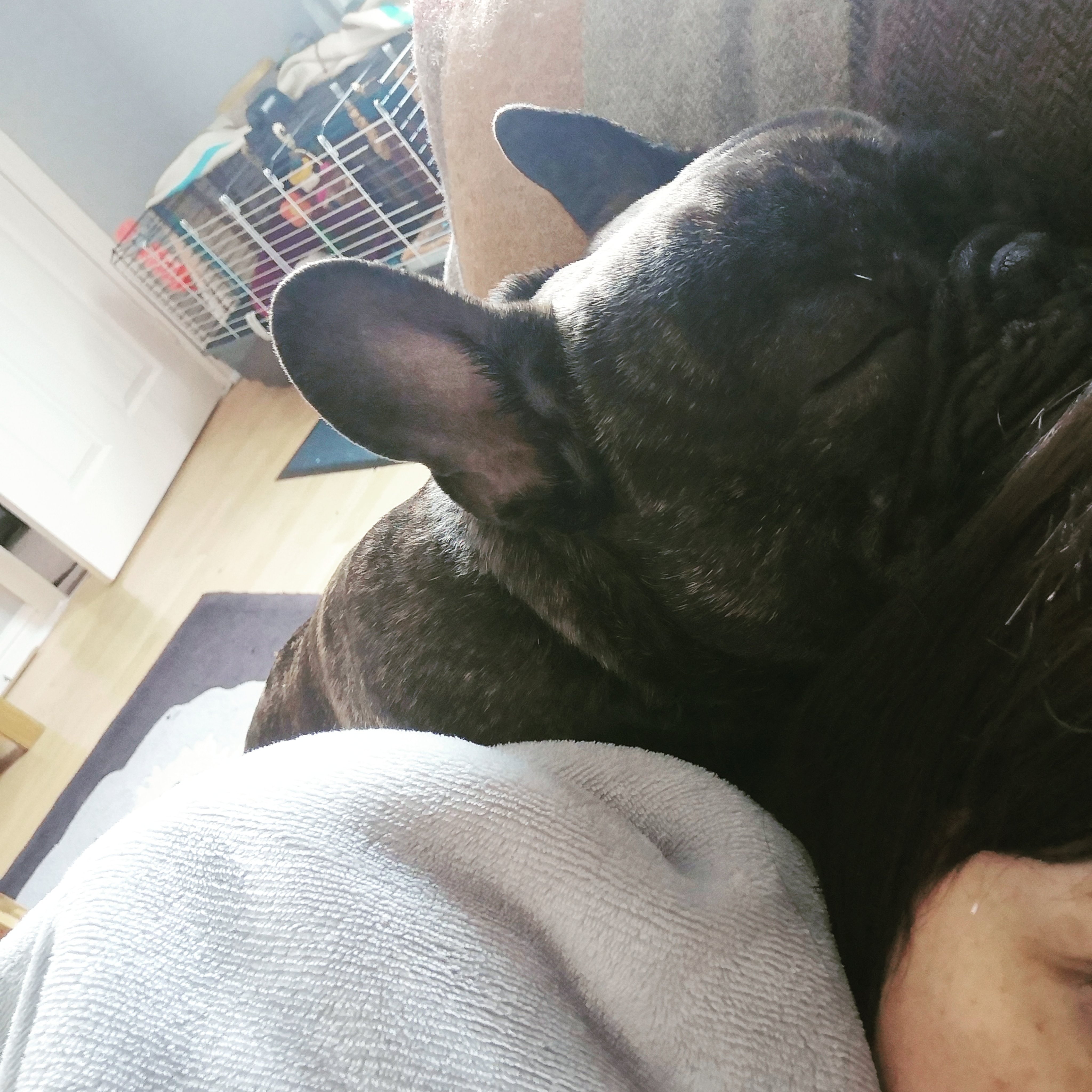 Denzel 16 month French Bulldog. Crazy, cries when cats run or birds fly away. Hates Lidl bags, Hoover's, dad going out. Loves sleeping and mooching for food.