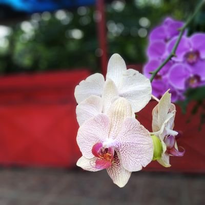 Gigih_Sanjaya's profile picture. Finding something nice.