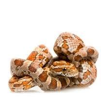 Corn Snakes!