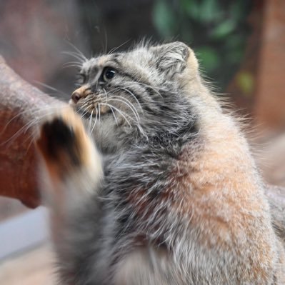 valoria_z's profile picture. 