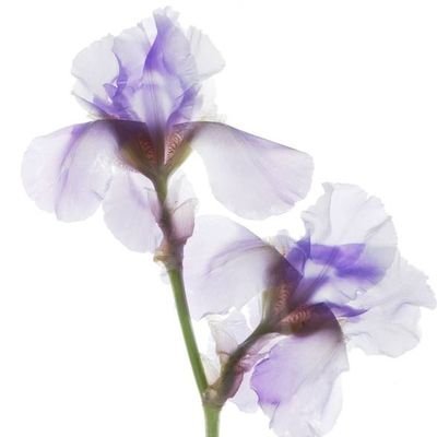 iris_vendel's profile picture. | Food Chemist | loves aroma, flavour, olfaction & MassSpec | views are my own