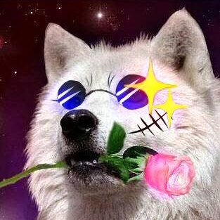 犬オルタナティブ8118さんのプロフィール画像
