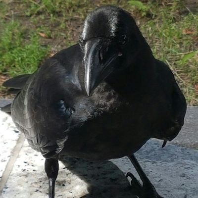 소화마귀さんのプロフィール画像