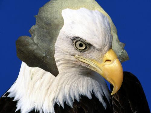 unbaldeagle's profile picture. i'm no rogaine, but i do make bald eagles less bald and more majestic.