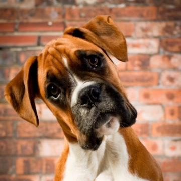 CoddledK's profile picture. Im a Retired Grandma with 6 Grandsons that loves to spoil her Dog more than them. I love to look for the best for those that have a thrive on spoiling their dog