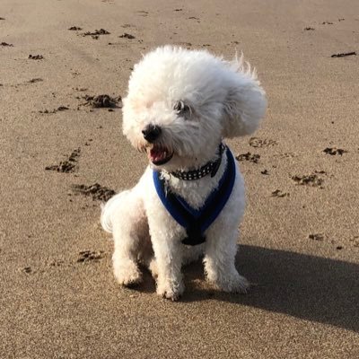 I’m Oscar a very friendly Bichon Frise. Follow the escapades of me and my little sister Daisy!