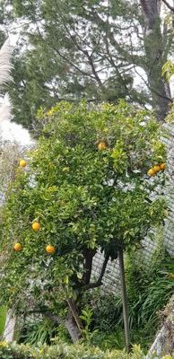 hanjuejingle1's profile picture. 🔞 Only 18+ 🔞: I am a German DL who absolutely loves diapers (and pants) pooping - also with others and in public 💩💩😍