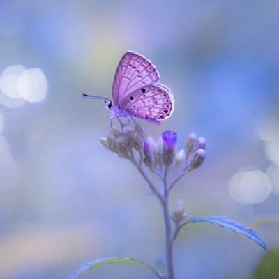 AlgoryWardt's profile picture. love