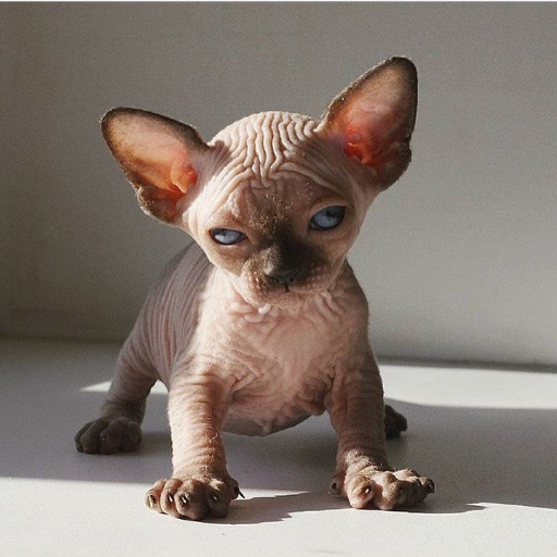 af_66's profile picture. ...yo no estoy loca, mi realidad es diferente a la tuya .../ ...I'm not crazy, my reality is just different from yours...