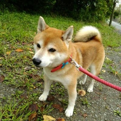 トリトン℗さんのプロフィール画像