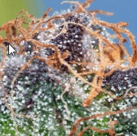 A huge collection of high quality, marijuana pictures.