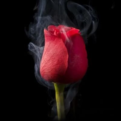 selefijeb's profile picture. ✨