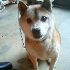 votrexxx's profile picture. 柴犬たまらん(*´д｀*)ﾊｧﾊｧ　ひきこもったりゲームしたりたまに登山(もれなく筋肉痛とお友達)したり…。2020.10月からグラブルしてます。しょしんしゃです(*`･ω･´)ｷﾘｯ
ビカラちゃんとヴァジラ推し(っ`･ω･´)っ