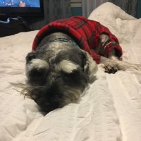 lvm (@lvmx33) 's Twitter Profile