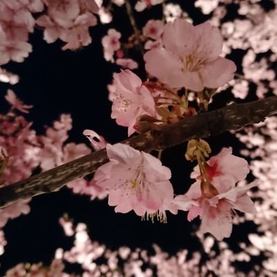 観劇した公演やお迎えさせて頂いた作品記録。たまに外出備忘録や購入品について。 ◆注意◆アニメ・漫画・ゲーム等が好き。刀剣乱舞・ツイステ・2434・ヒプマイ沼の住人。文章力と撮影センスは0。基本壁打ち(メンションにならないよう@を抜いてます)。コミュ障。20歳以上。