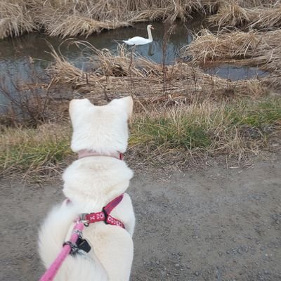 愛犬・カフェ・沖縄・ディズニー