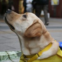 介助犬応援団 (@service_dog) 's Twitter Profile
