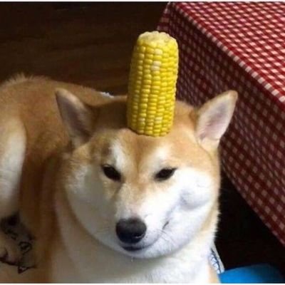 CoachCorndog's profile picture. Agency ➡️ Responsibility