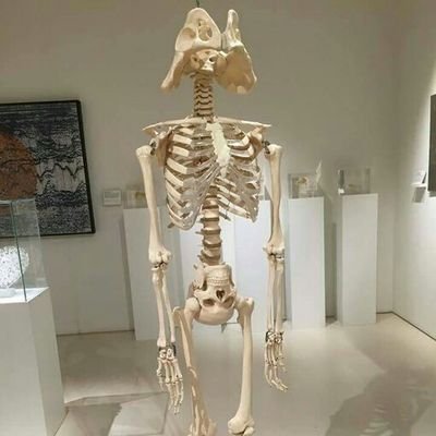 monyetabu2's profile picture. Monyet monyet apa yang sukanya manjat?