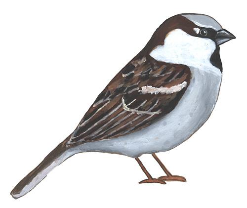 Sparrowshome's profile picture. 