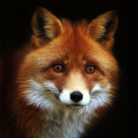 Nutherealfox 🦊 (@nutherealfox) 's Twitter Profile