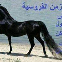 Mohammed (@mohamme73093000) 's Twitter Profile