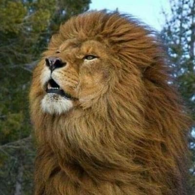 RamMusini's profile picture. 