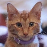 bloggingcat's profile picture. 