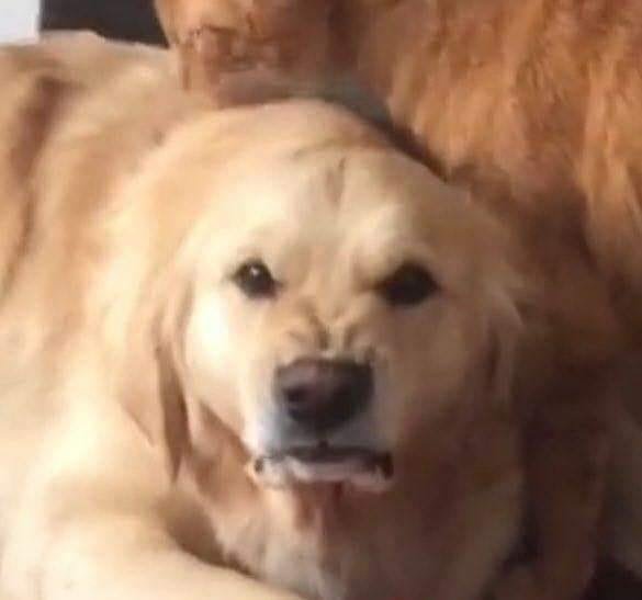 pospororororo's profile picture. I draw and shitpost. Opinions of the creators I follow  do not reflect my own views; I just love the art.