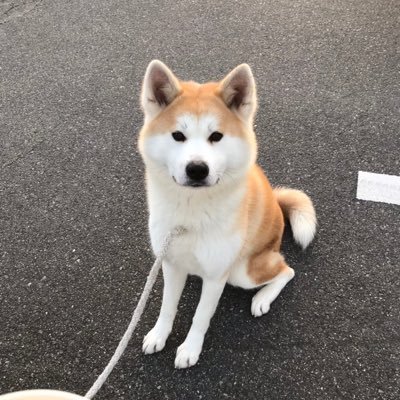 秋田犬 ゆず Yuzu Smz Twitter