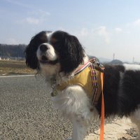 キャバリアさくら (@cavalier_sakura) 's Twitter Profile
