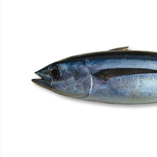 Ikan Tongkol Ikantongkol1001 Twitter Ikan Tongkol Ikantongkol1001 Twitter