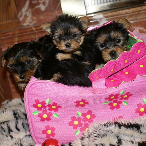 carolmoncada's profile picture. Es mejor prender una vela que maldecir a la oscuridad.