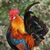 mr_rooster68 (@mrooster68) Twitter profile photo mr_rooster68 (@mrooster68) Twitter profile photo