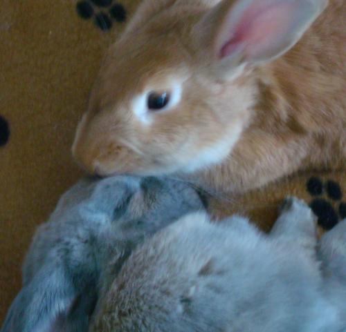 KabukiBento's profile picture. Obsessed with Ghost. Linguistics lass, gamer gal, hobby heroine. Garrus Vakarian is my co-pilot. 80s kid, elder millennial. She/Her. ⬆️⬆️⬇️⬇️⬅️➡️⬅️➡️🅱️🅰️START