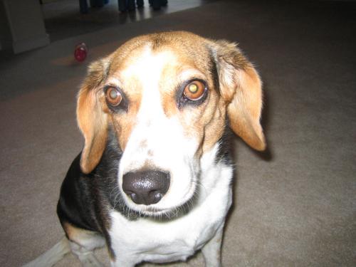 Full time dog owner, local Realtor from Mountain House and Tracy CA, mom of 3, 1 boy, 1 girl, 1 beagle ex flight attendant