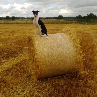 Marks_The_Name's profile picture. 