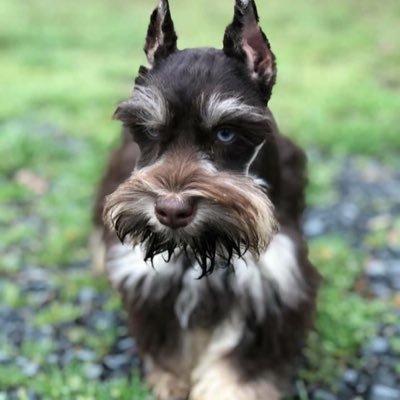 images of mini schnauzers