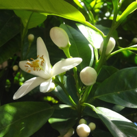 Verde*Antalya 🌳🚲🏡アンカラ出稼ぎ中（6月初頭まで毎週往復予定） (@villaverde_ant) Twitter profile photo