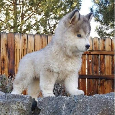 We must protect our wild horses and burros, the wolf and the bear! Love Longmire!! Hobbies are cross-stitch, sewing, reading and music.